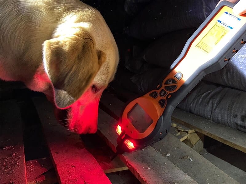 Lancashire fire and rescue dog team